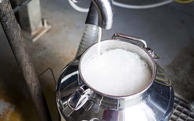 Was heißt frische Milch?