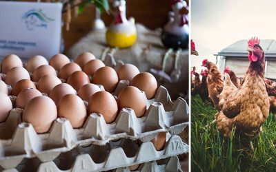 Was ist dir wichtiger beim Eierkauf: Das Ei oder das Huhn?